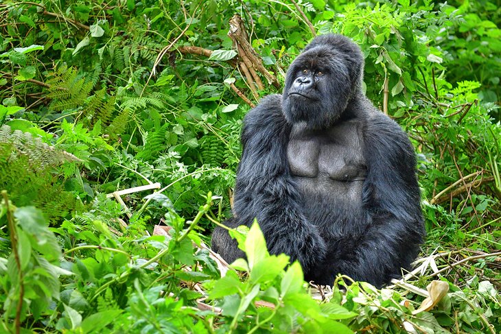 Bwindi Impenetrable National Park
